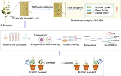 The functional identification and evaluation of endophytic bacteria sourced from the roots of tolerant Achyranthes bidentata to overcome monoculture problems of Rehmannia glutinosa